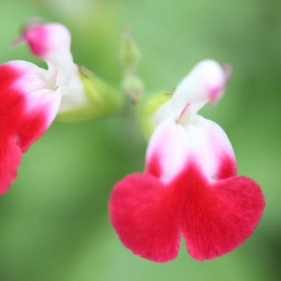 Salvia microphylla 'Hot Lips'